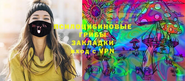 сатива Новозыбков