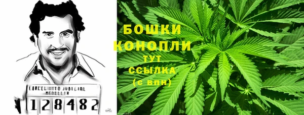 сатива Новозыбков