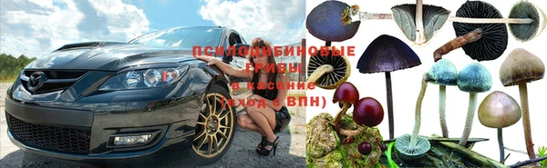 сатива Новозыбков
