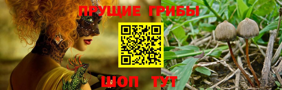 Александров  Псилоцибиновые грибы Psilocybe  Вход с VPN  Псилоцибиновые грибы мицелий 